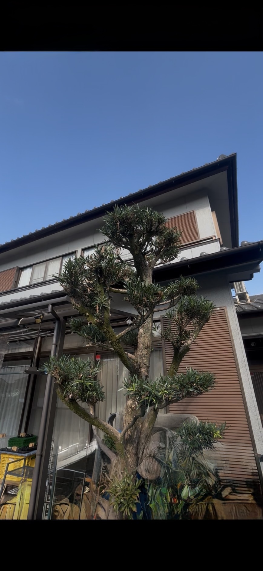 玄関脇のマキ 剪定後