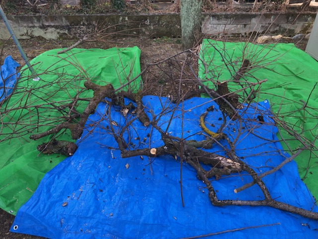 柿の木 強剪定後